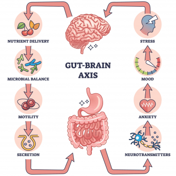 The Gut-Brain-Skin Connection: Why Your Glow Starts From Within